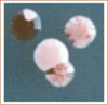 Halobacterium Colonies