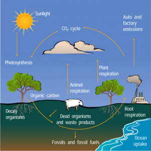 carbon cycle