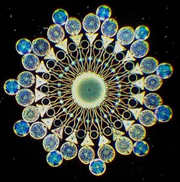 cool diatoms