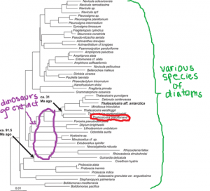 diatom evolution