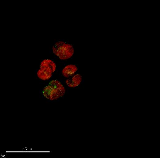 Day0_T0Nstarvation_NRstained